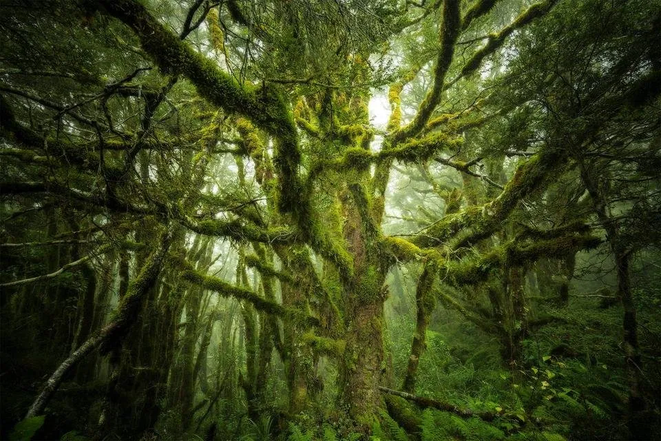 Ancient One, Tree, New Zealand.jpg