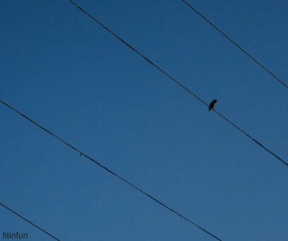 featheredfriday 2 fitinfun fridayskyblue bird on the wire (1).jpg