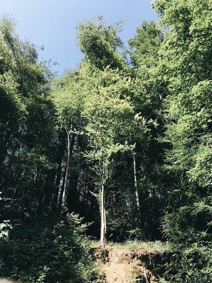 JPEG image-6DCE7F4411E8-5.jpeg