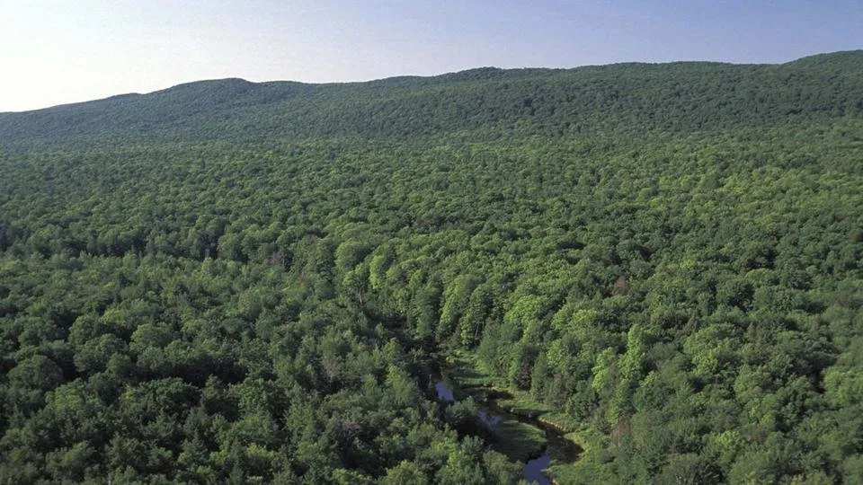 Accenture-Natural-Resources-Digital-Forest-marquee.jpg