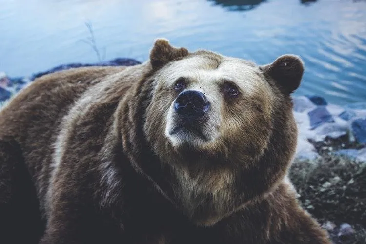 Bear unsplash.jpg