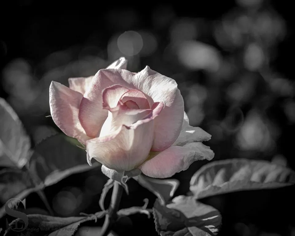 1beautiful and sublime sunday flowers and friends-2.jpg