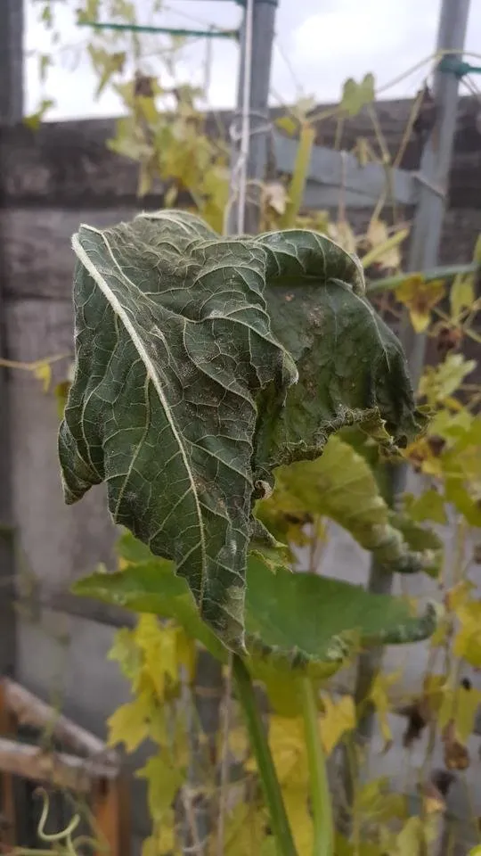 20180930_185416.jpg