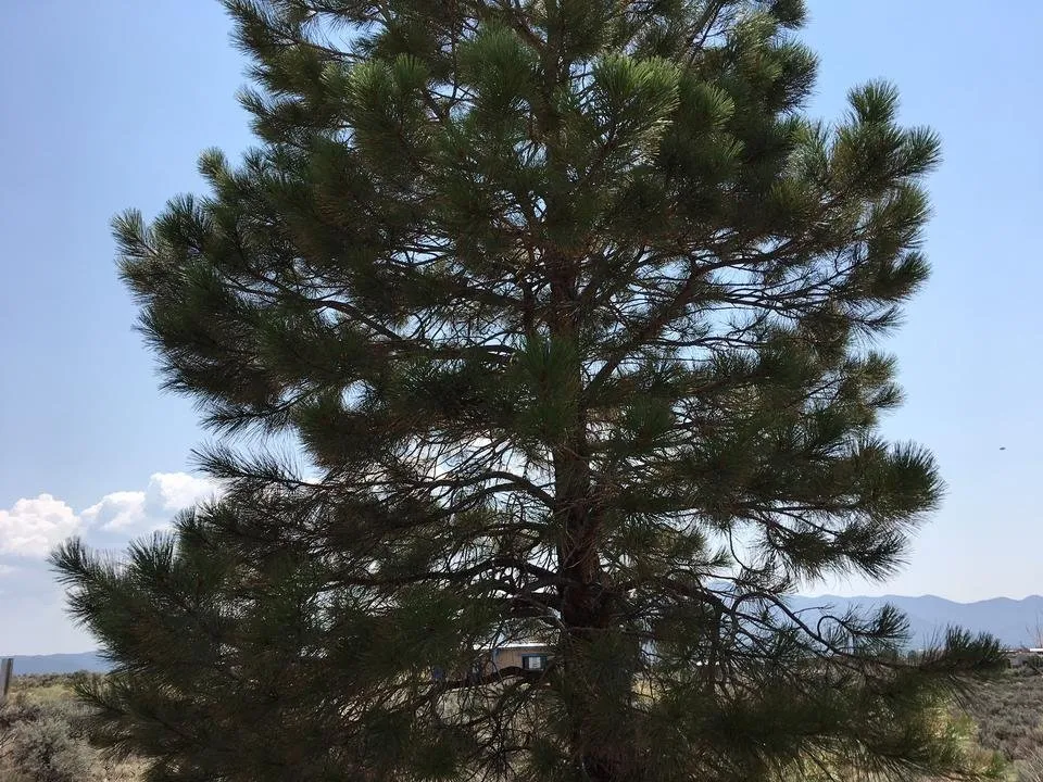 tree.JPG