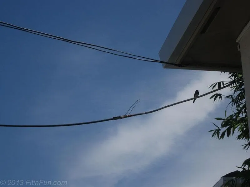 featheredfriday 2 Bird Project 1-8.jpg