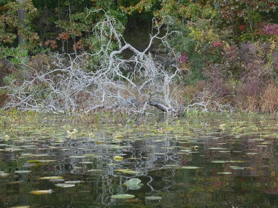 P1290152.JPG