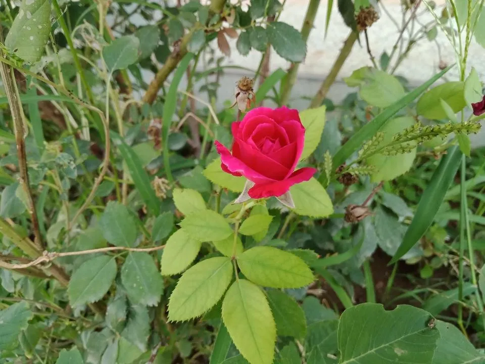 IMG20180820090133.jpg