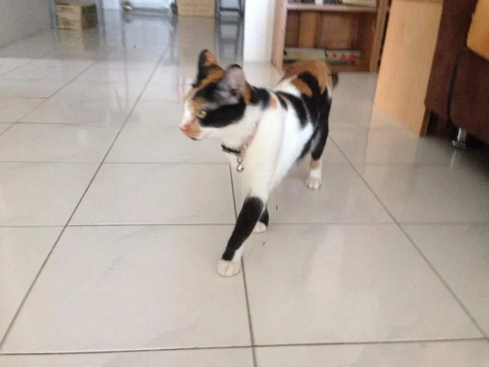 WhatsApp Image 2018-08-30 at 11.21.15.jpeg