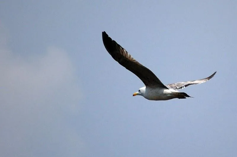 Seagull-gliding-in-air256.jpg