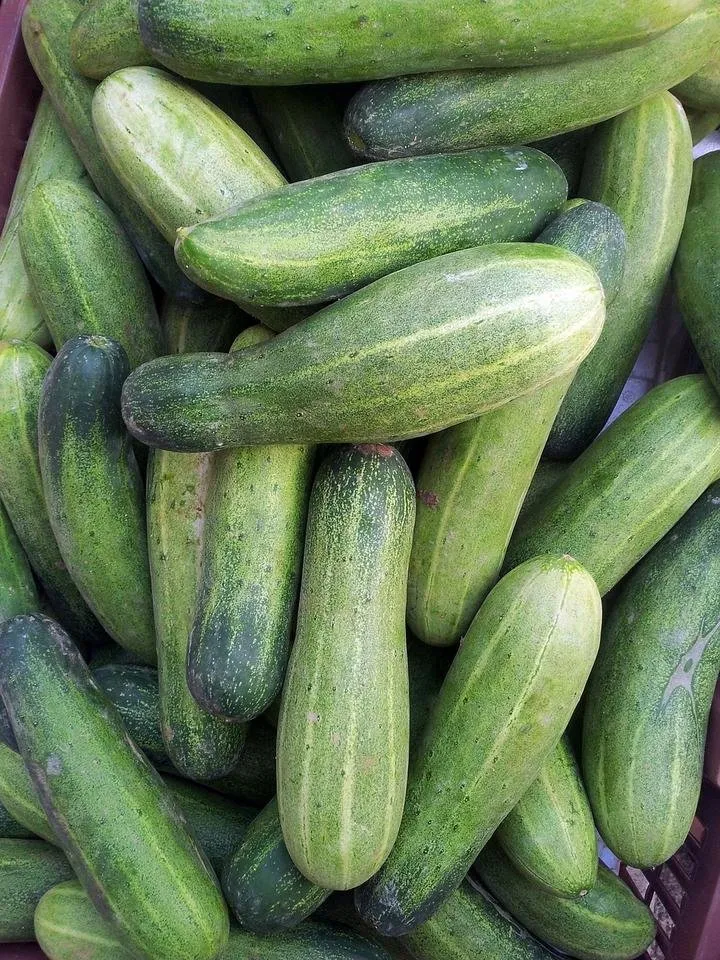 cucumber-214264_1280.jpg