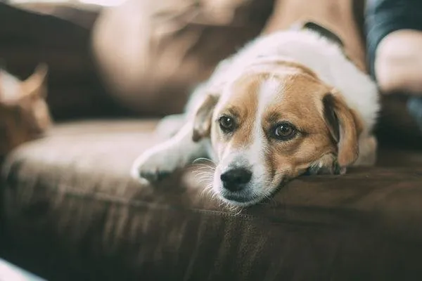 dog couch.jpg