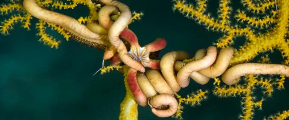 Brittle star on coral