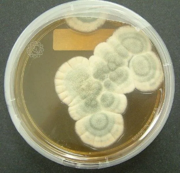 624px-Penicillium_notatum.jpg