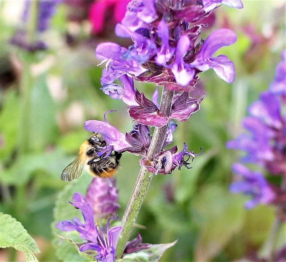 bee collects pollen.jpg