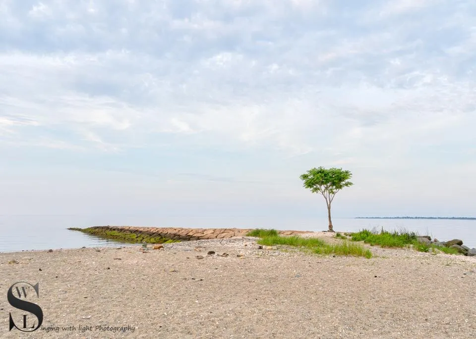 1 TT Mixed trees -1-2.jpg
