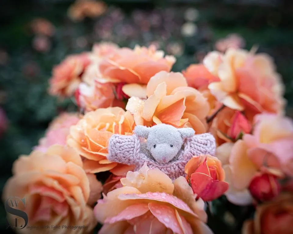 1 Bahbahra stop and smell the roses.jpg