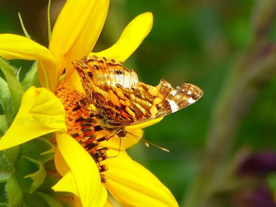painted lady.JPG