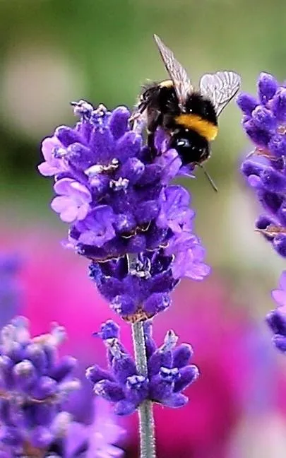 busy bee.jpg