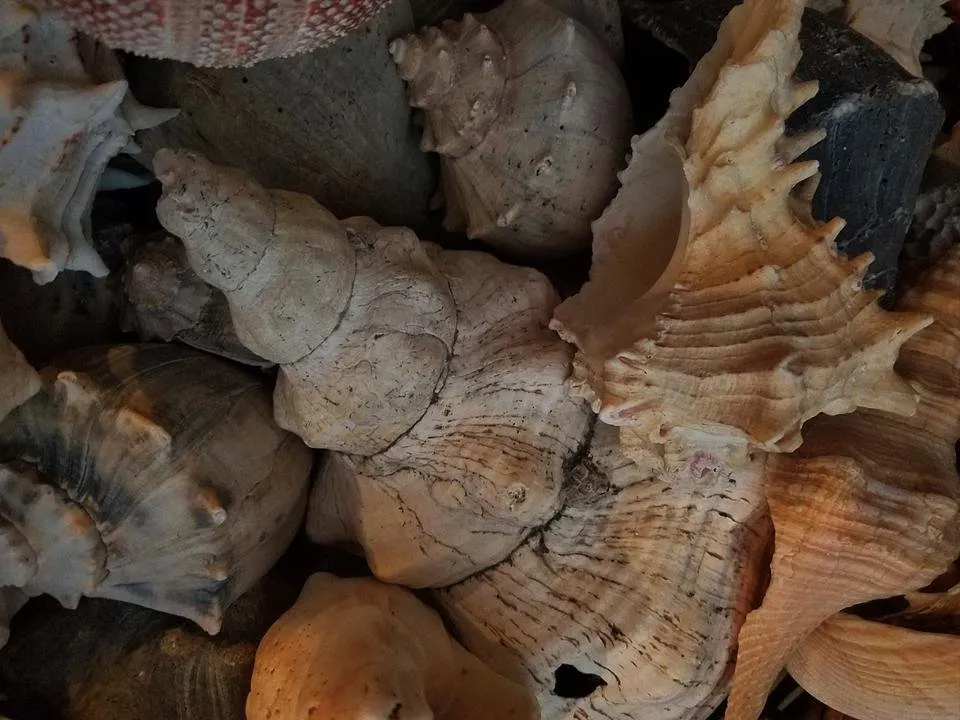 shells.jpg