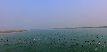 burd busy flocks fly.png