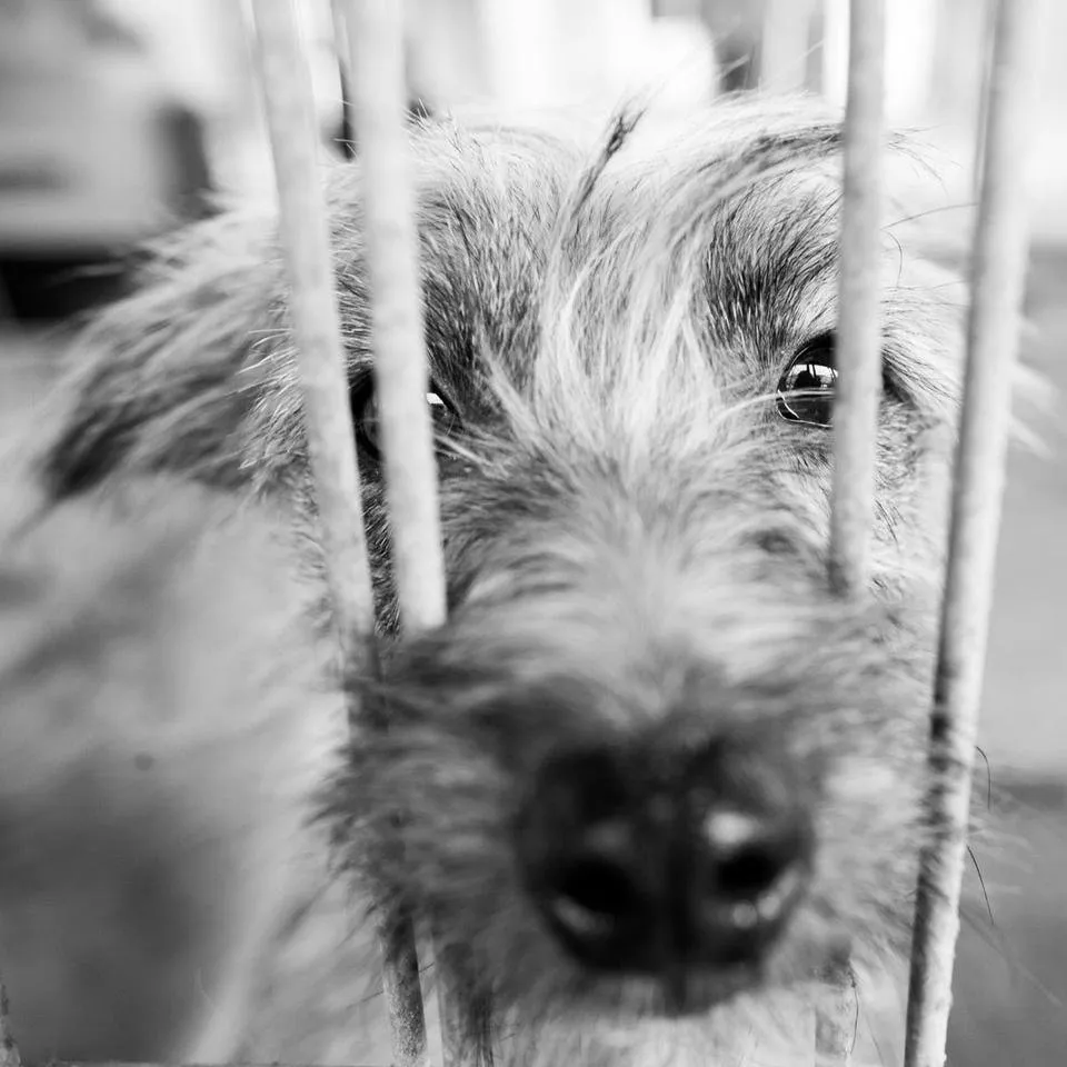 Dogs_adoption_2017_by_Victor_Bezrukov-5.JPG