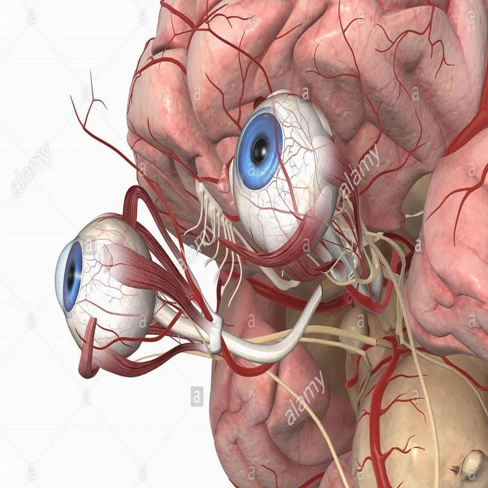 anatomy-of-eye-to-brain-the-arteries-and-eyes-stock-photo-royalty-free-image.jpg