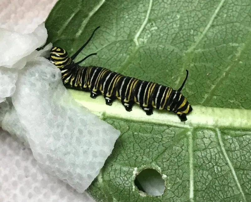 a caterpillar 2.jpg