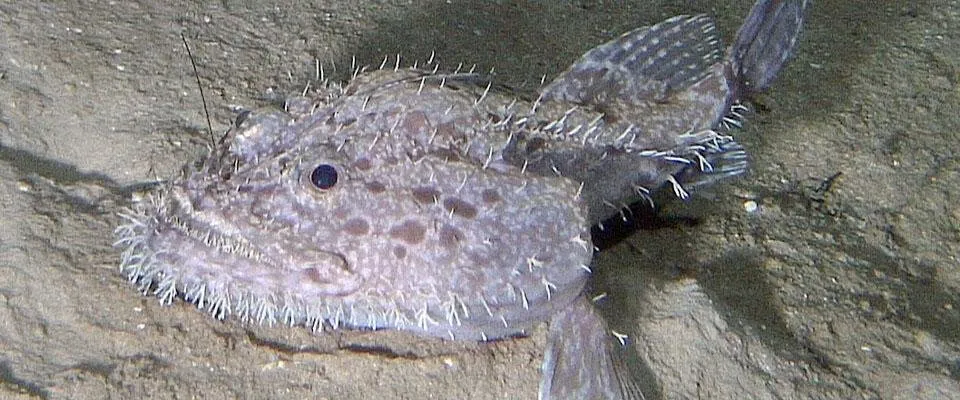 Goosefish - type of anglerfish