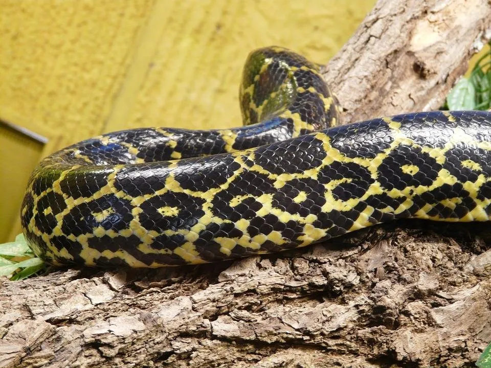 dark-tigerpython-53997_960_720.jpg