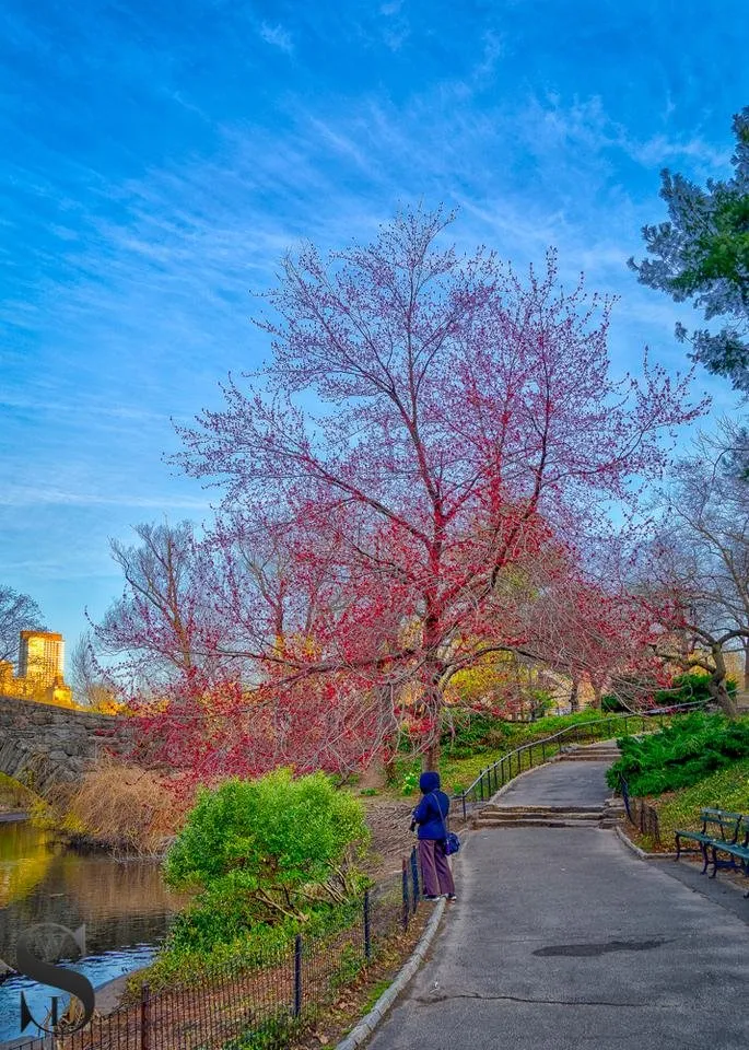 1 Signs of spring in Central park-2.jpg