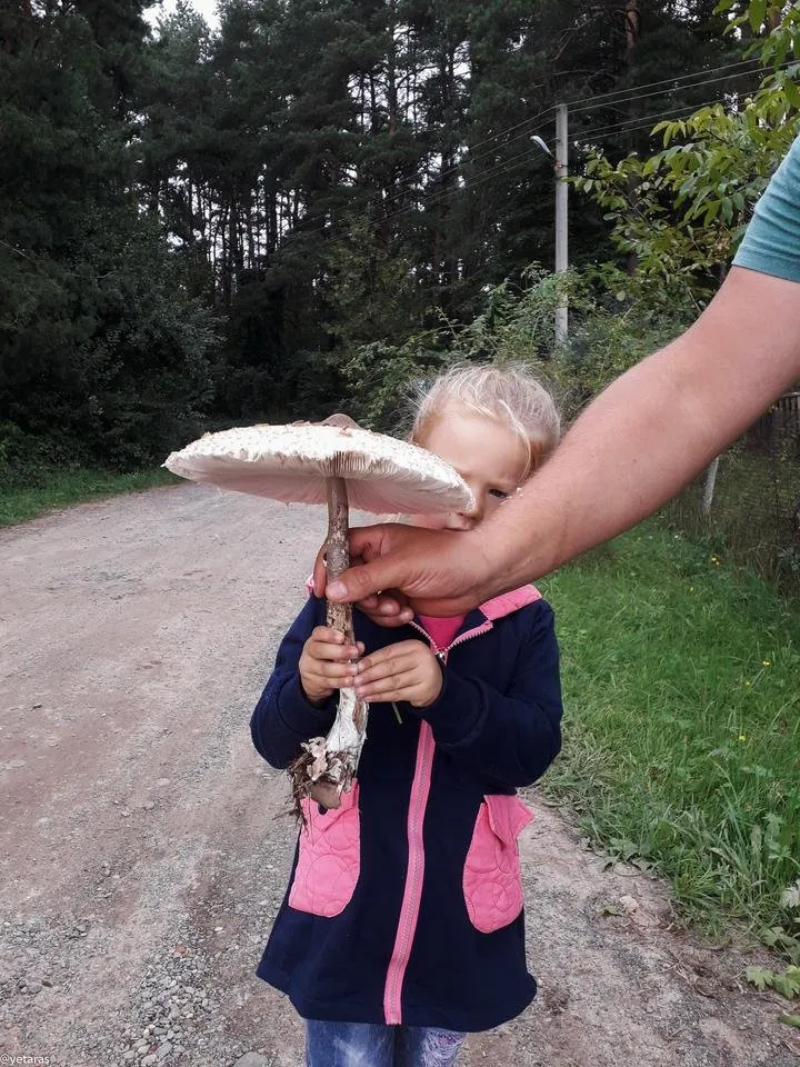parasolka i darynka 2.jpg