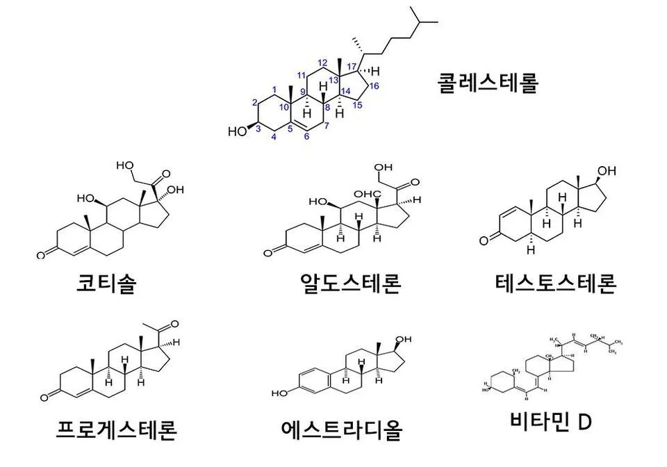 콜레스테롤과 호르몬 비타민.jpg