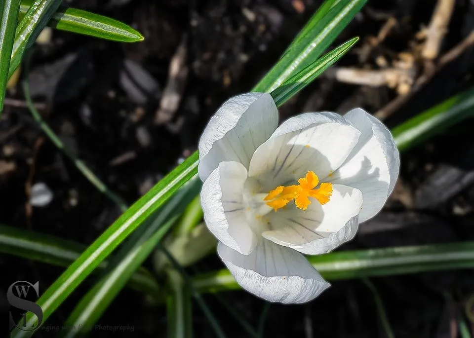 1 flowers MD-4.jpg