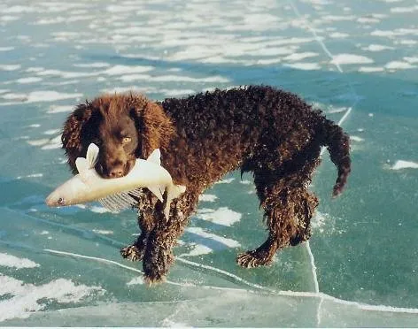american-water-spaniel_large.jpg