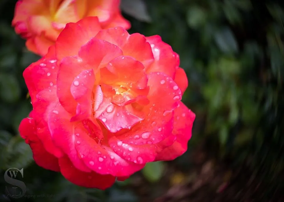 1 Sublime Sunday Flowers lensbaby-5.jpg