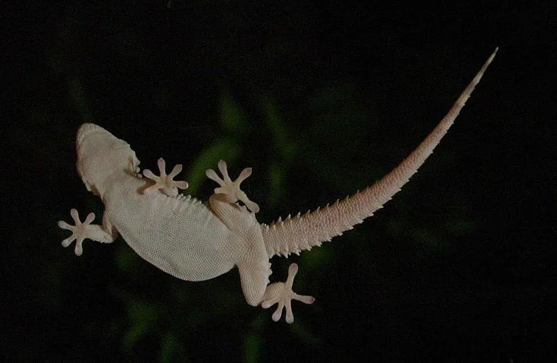 Gecko_on_window (1).jpg