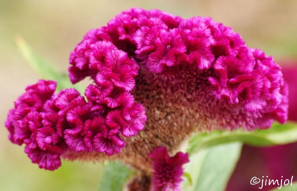 DSC04674 Celosia argentea Célosie argentée.JPG