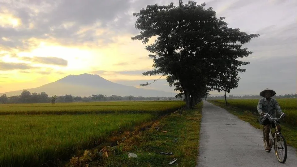 ke sawah pagi hari.jpg