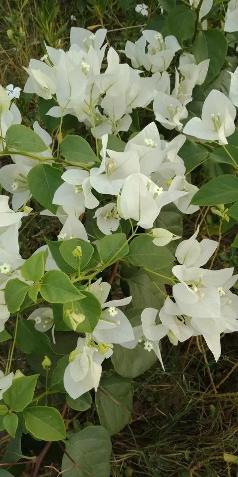 IMG20180907174655.jpg