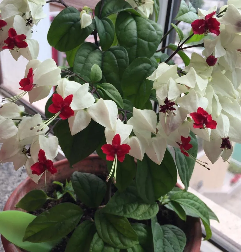小花_.jpg