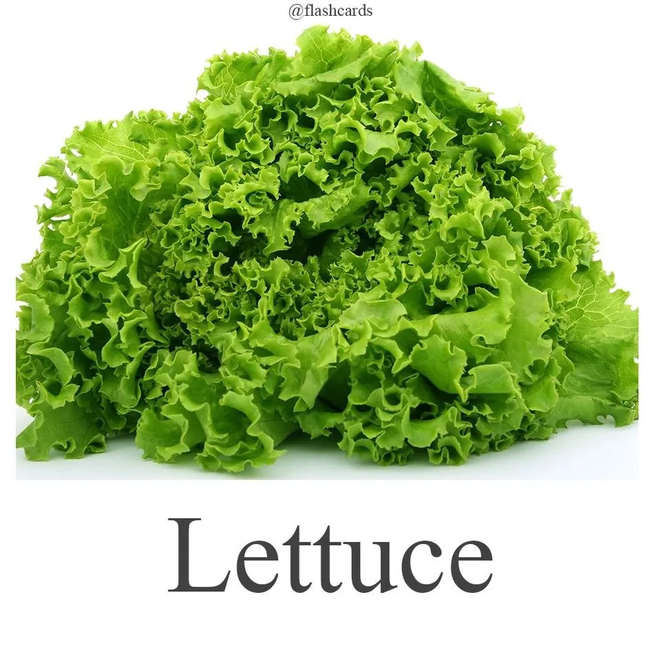 Lettuce.jpg