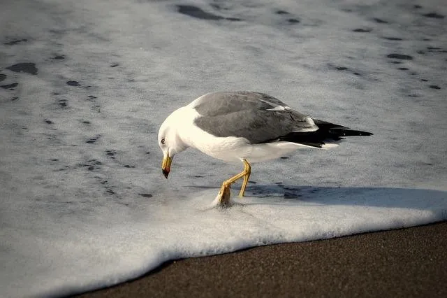 animal-1961708_640.jpg