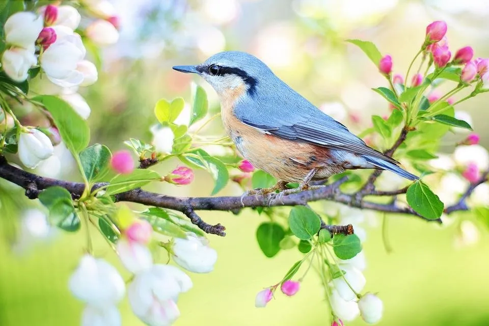 spring-bird-2295431_1920.jpg