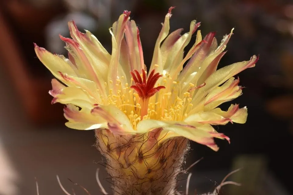 Parodia scopa notocactus cactus flower 2.jpg