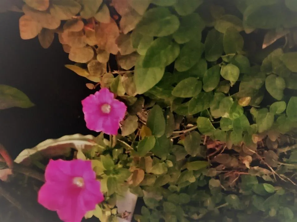 IMG_20190414_183344.jpg