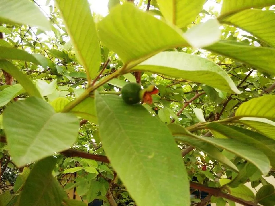 Green03.jpg