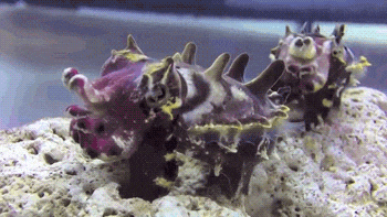 5b7c521f2ae30994790724.gif
