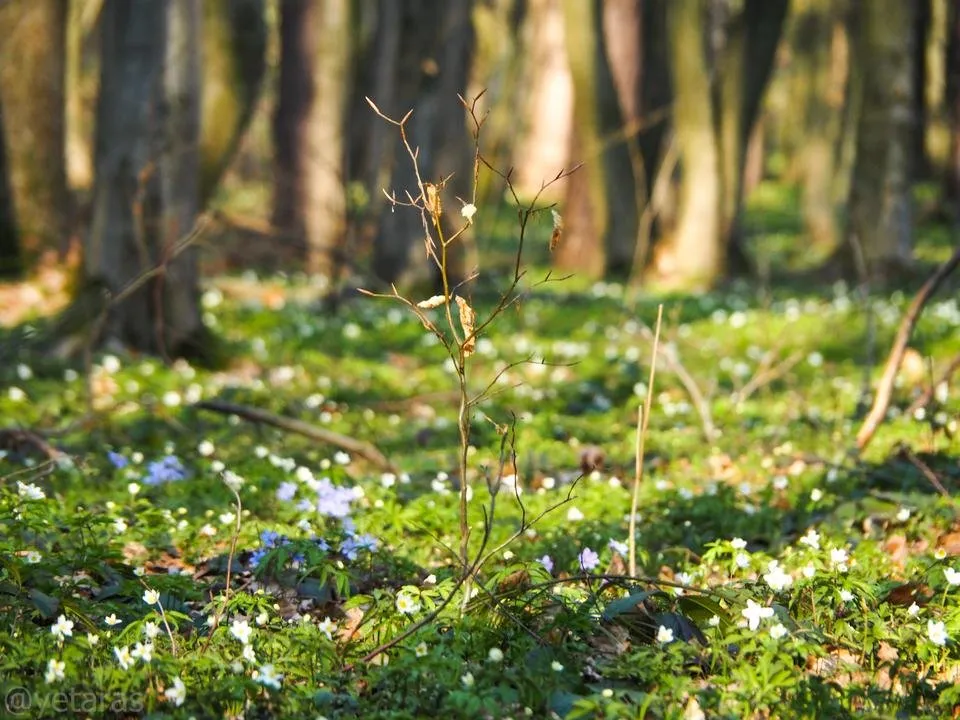 spring forest shots 1.jpg