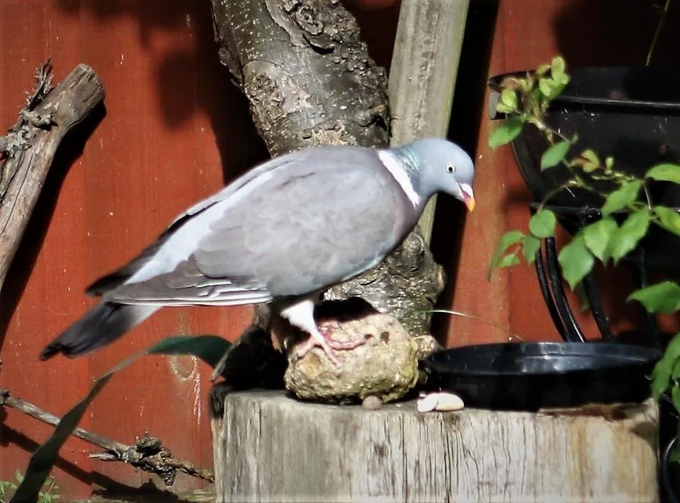 wood pigeon .jpg