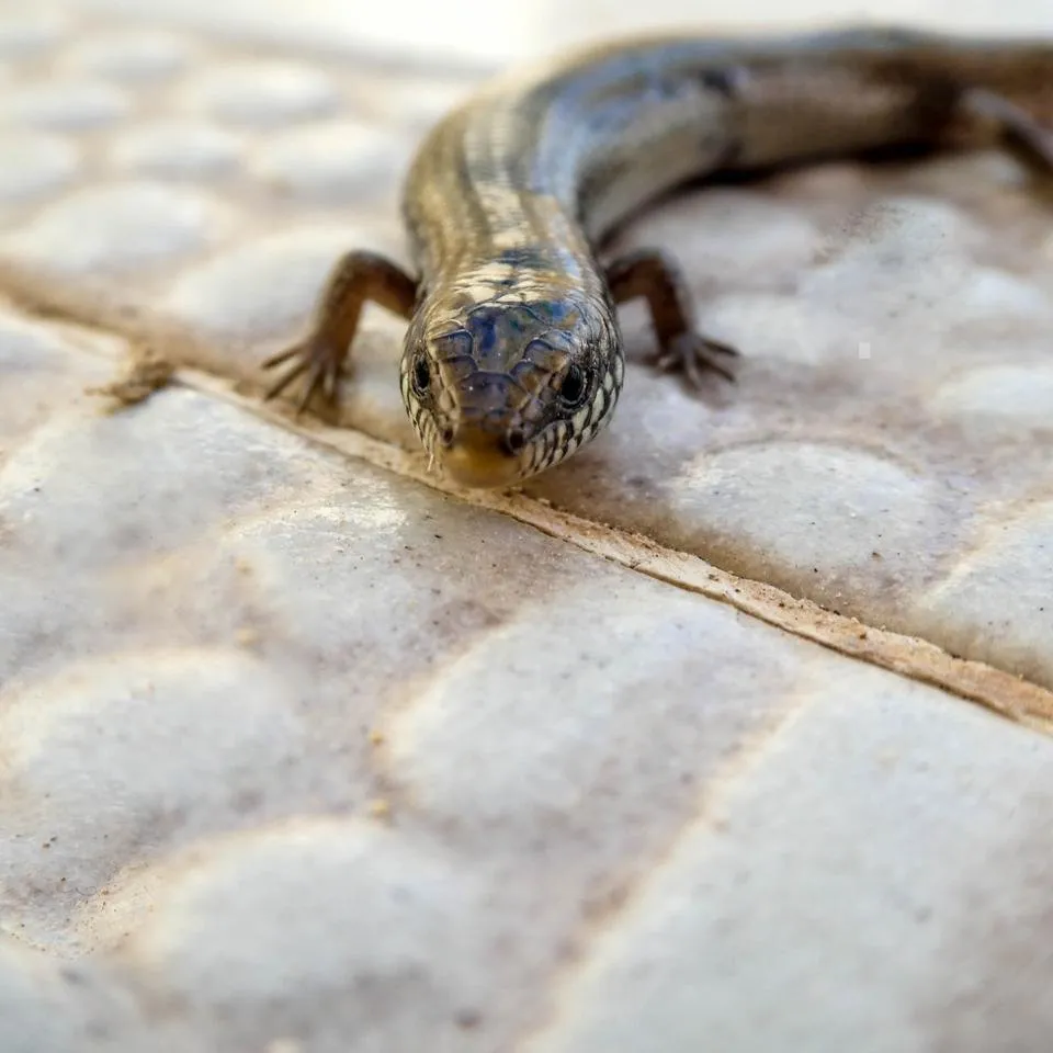 ocellated skink